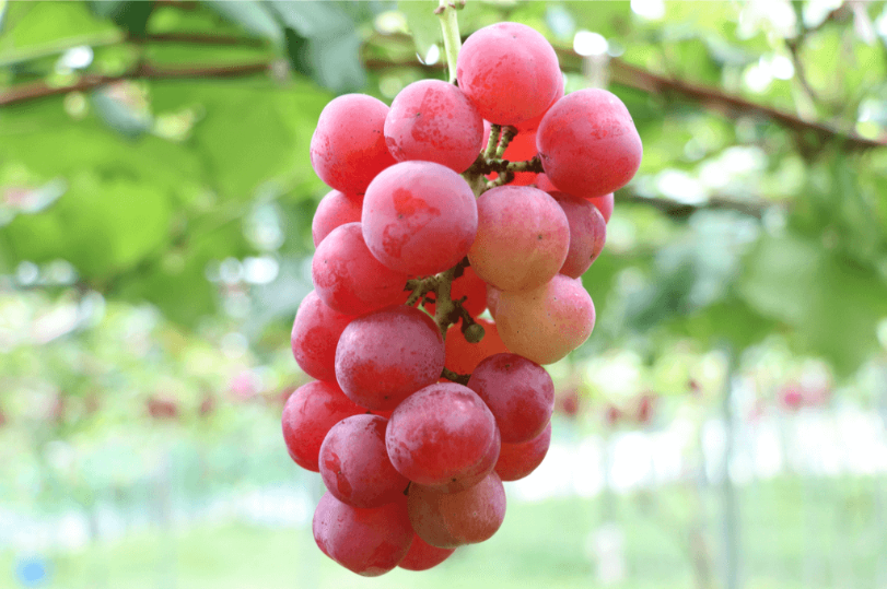 014.Making api with grape (Swagger).